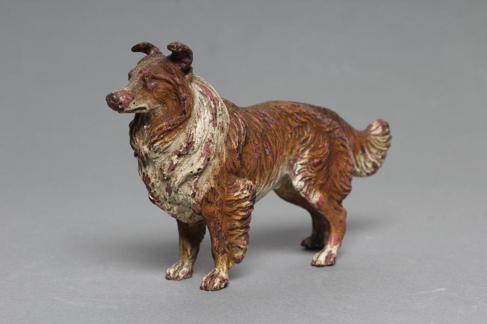 AN AUSTRIAN COLD PAINTED BRONZE ROUGH HAIRED COLLIE DOG, c.1900, in brown and white, unmarked, 5" Image