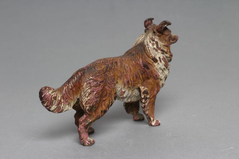 AN AUSTRIAN COLD PAINTED BRONZE ROUGH HAIRED COLLIE DOG, c.1900, in brown and white, unmarked, 5" Image