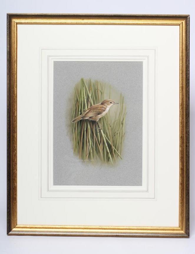 TERANCE JAMES BOND (b.1946) A Reed Warbler, watercolour heightened with white, signed, 13 1/4" x 9 Image