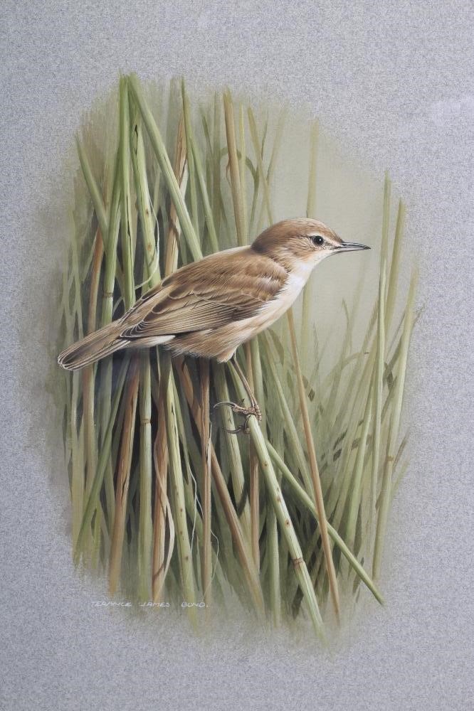 TERANCE JAMES BOND (b.1946) A Reed Warbler, watercolour heightened with white, signed, 13 1/4" x 9 Image