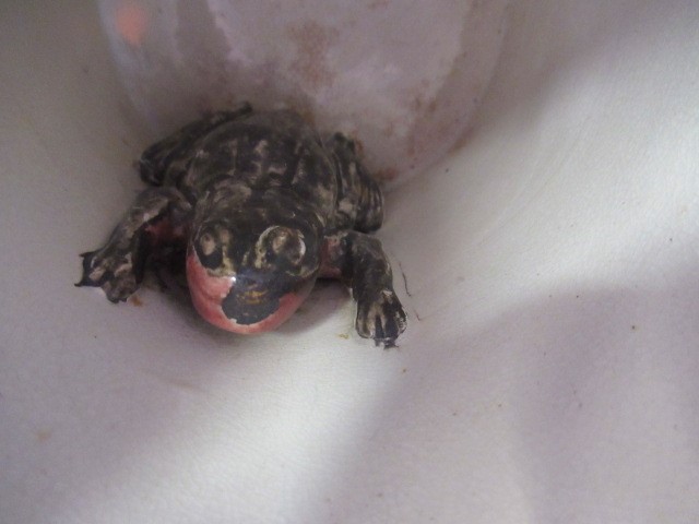 A SUNDERLAND PINK SPLASH LUSTRE POTTERY DUTCH JUG Image