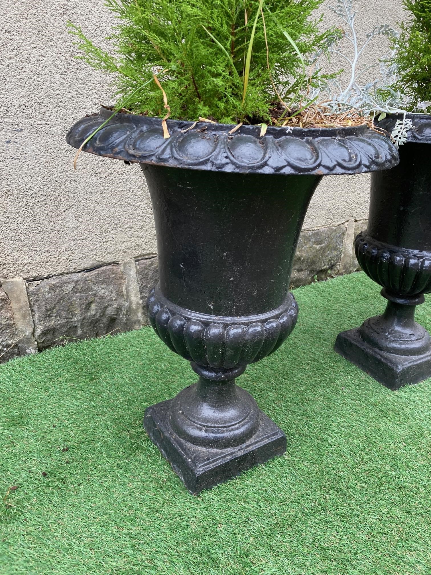 A PAIR OF CAST IRON URNS of half fluted campana form with ovolu rims, waisted socle and square base, Image