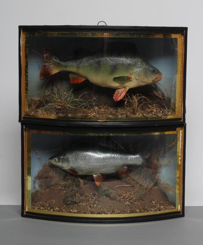 TWO CASED TAXIDERMY FISH Image