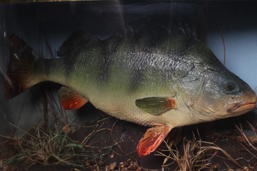 TWO CASED TAXIDERMY FISH Image