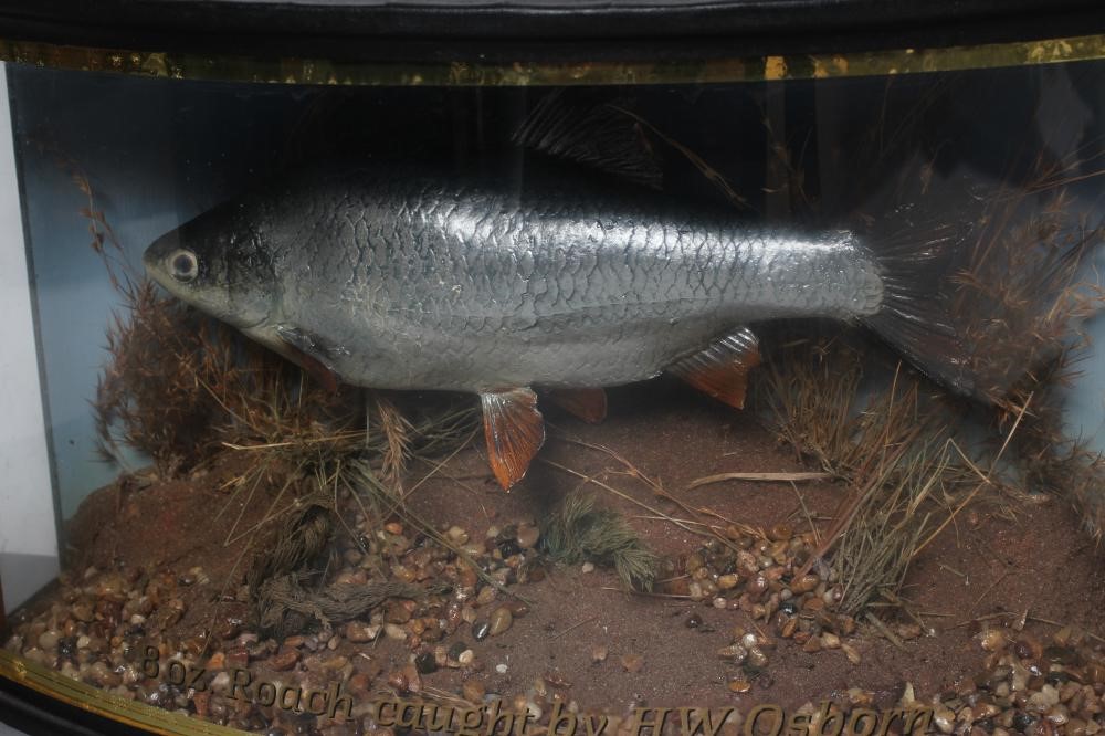 TWO CASED TAXIDERMY FISH Image