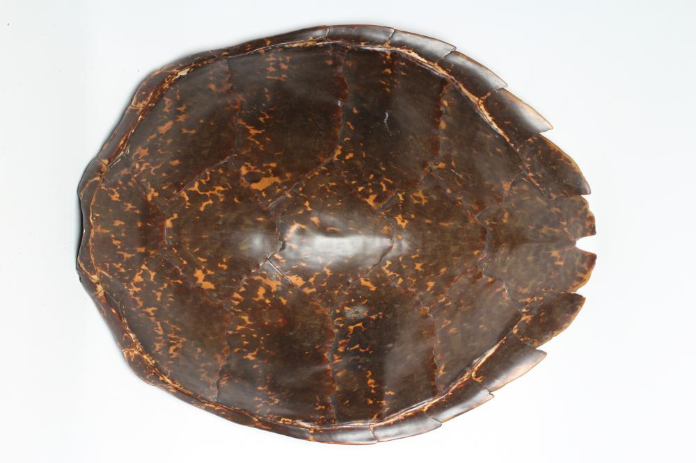 A HAWKSBILL SEA TURTLE CARAPACE Image