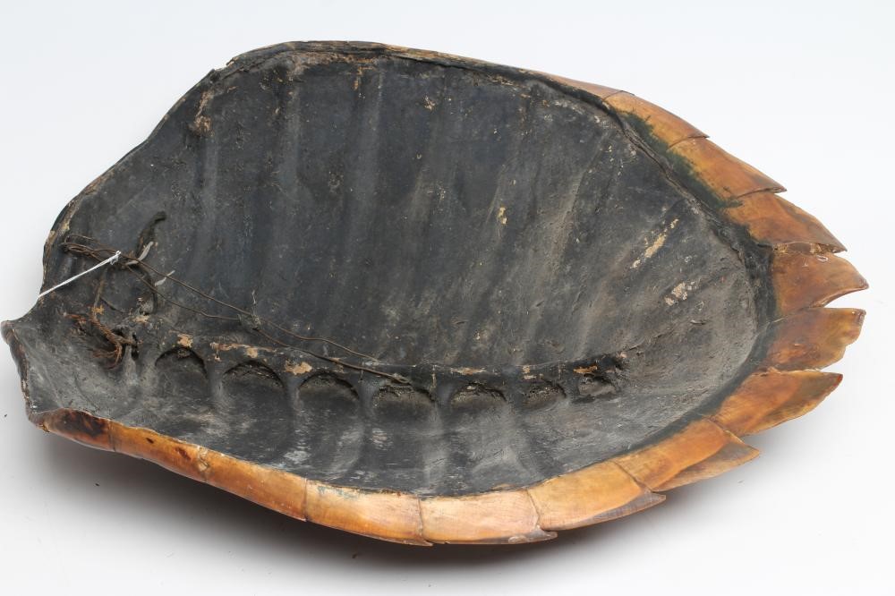 A HAWKSBILL SEA TURTLE CARAPACE Image