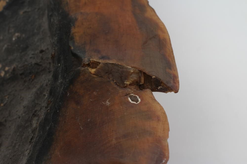 A HAWKSBILL SEA TURTLE CARAPACE Image