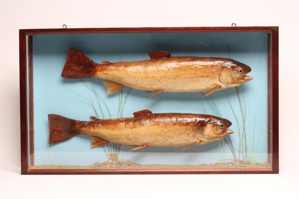 A CASED PAIR OF TAXIDERMY SEA TROUT in naturalistic setting and stained oak glazed case Image