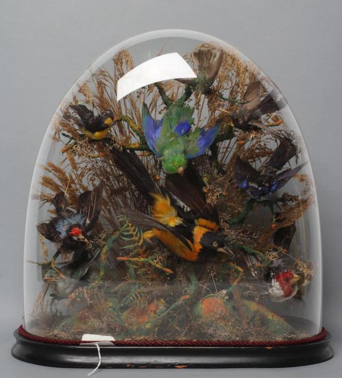 A TAXIDERMY DISPLAY OF BIRDS Image