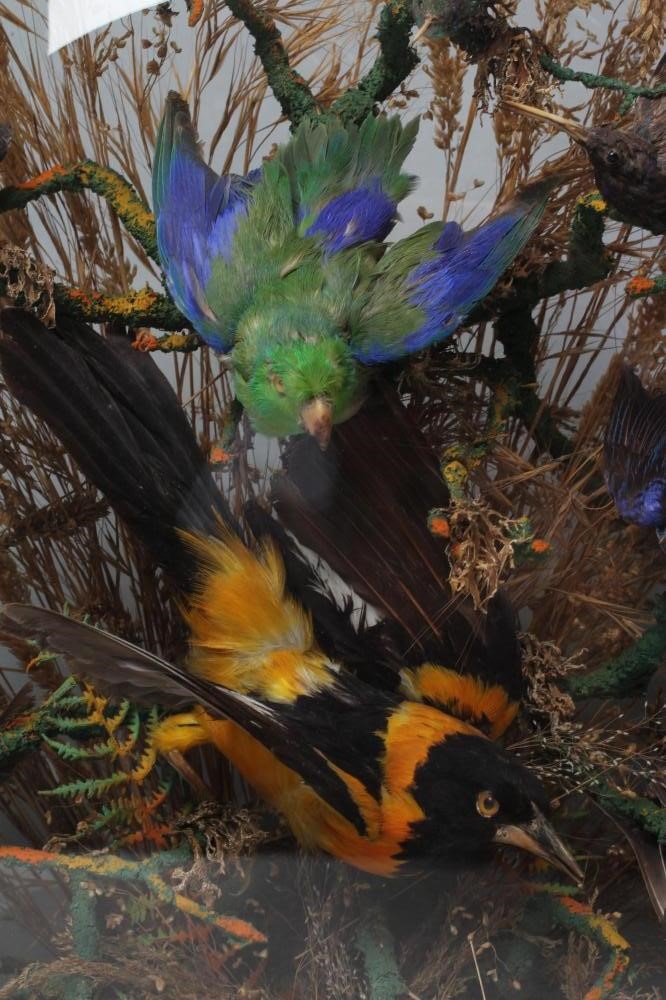 A TAXIDERMY DISPLAY OF BIRDS Image