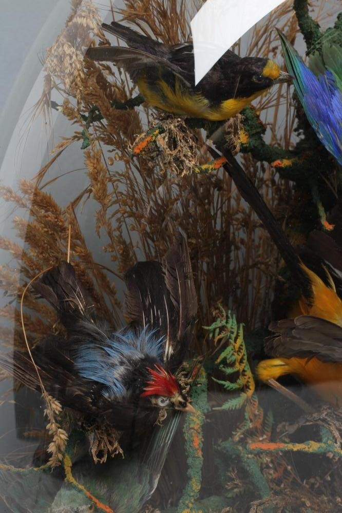 A TAXIDERMY DISPLAY OF BIRDS Image