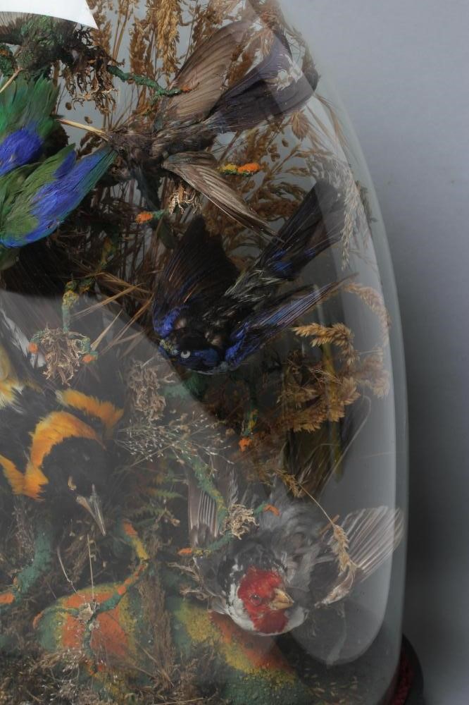 A TAXIDERMY DISPLAY OF BIRDS Image