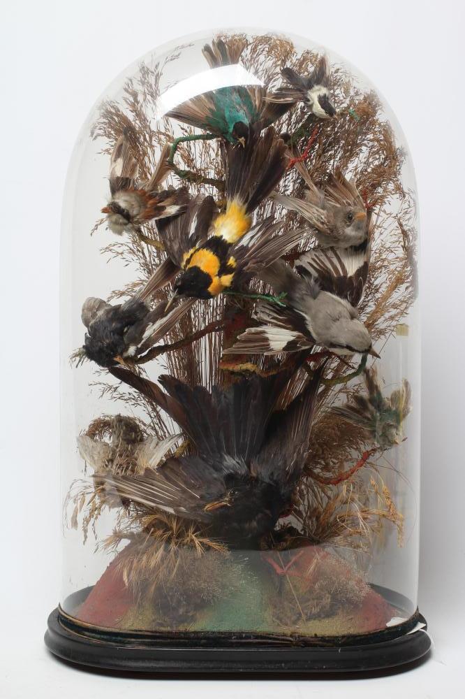A TAXIDERMY DISPLAY OF BIRDS Image