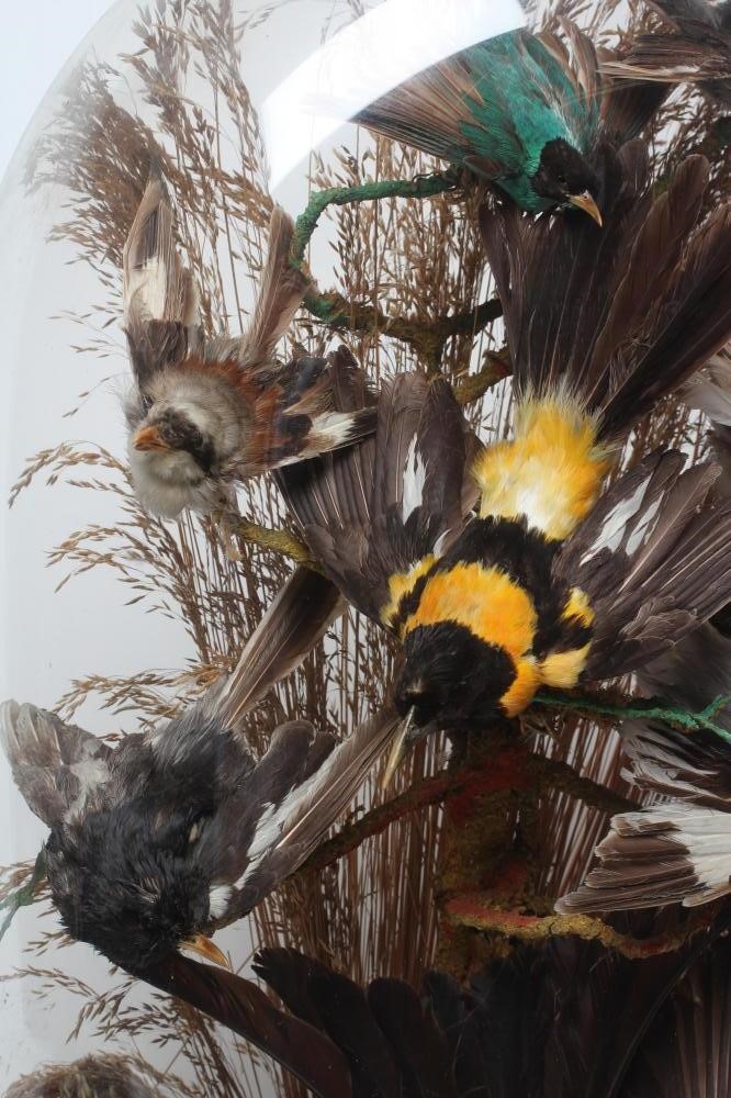 A TAXIDERMY DISPLAY OF BIRDS Image