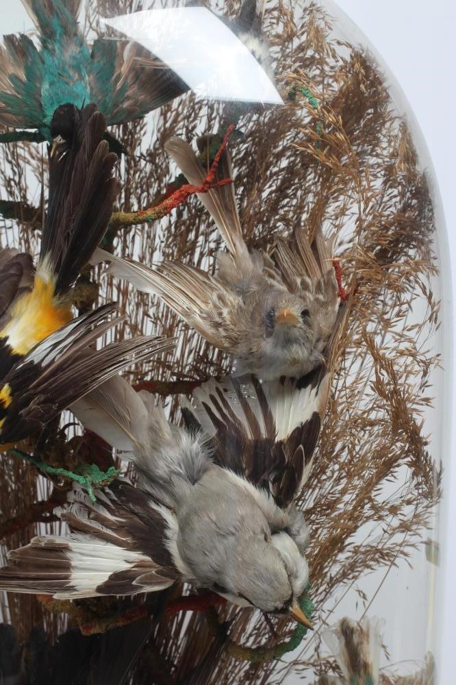 A TAXIDERMY DISPLAY OF BIRDS Image