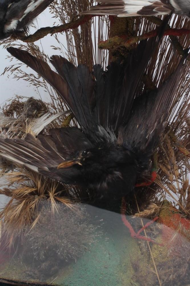 A TAXIDERMY DISPLAY OF BIRDS Image