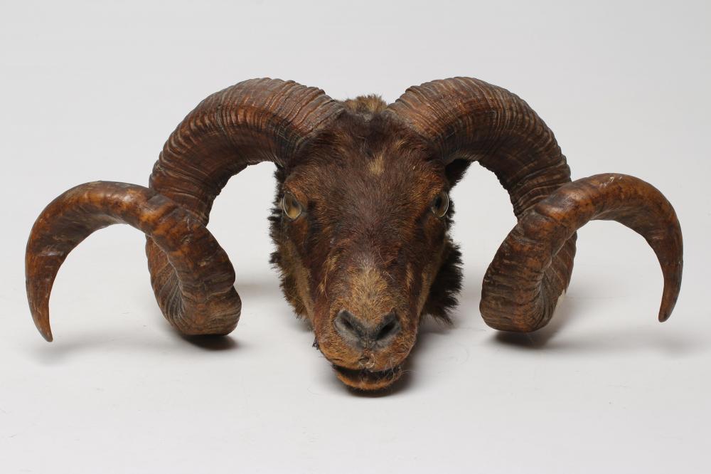 A TAXIDERMY RAM'S HEAD with glass eyes and spiral horns Image