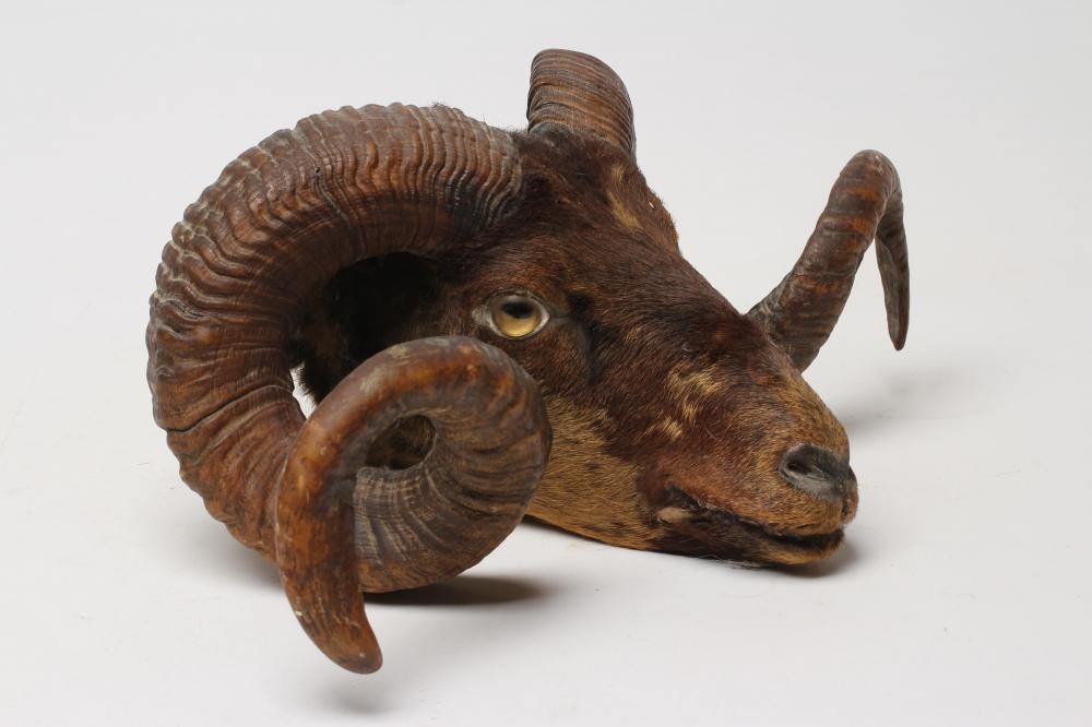 A TAXIDERMY RAM'S HEAD with glass eyes and spiral horns Image