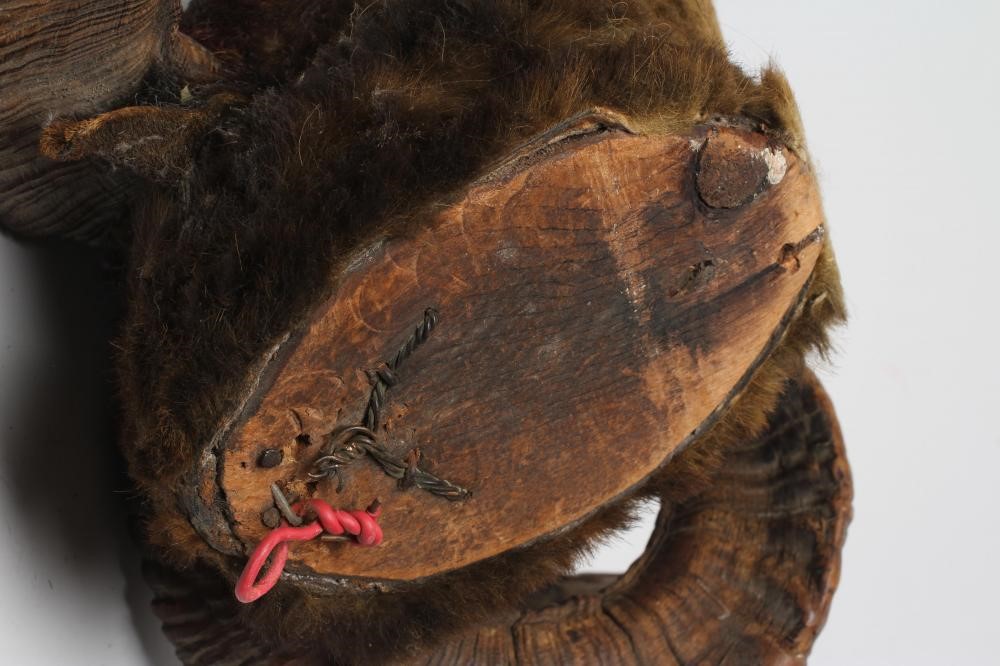 A TAXIDERMY RAM'S HEAD with glass eyes and spiral horns Image