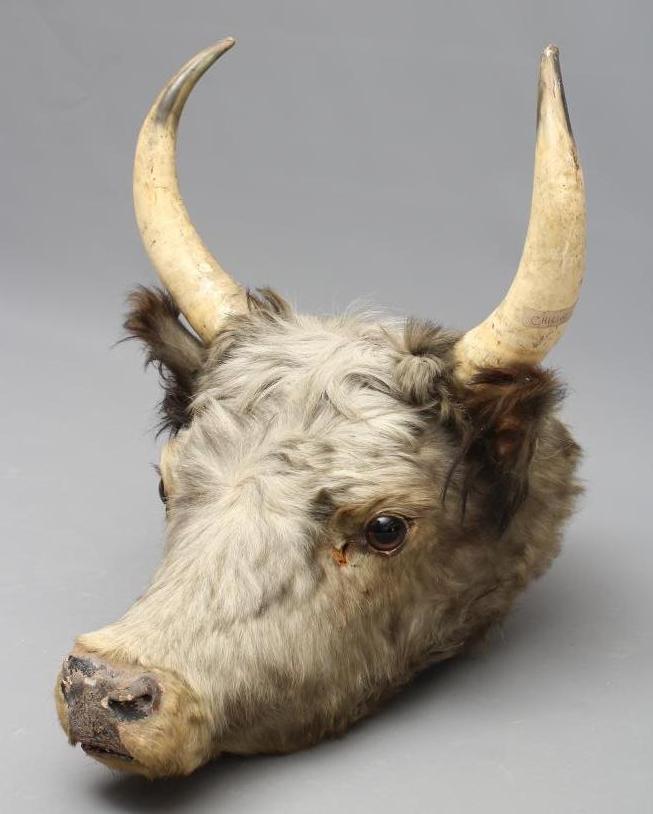 A TAXIDERMY COW Image