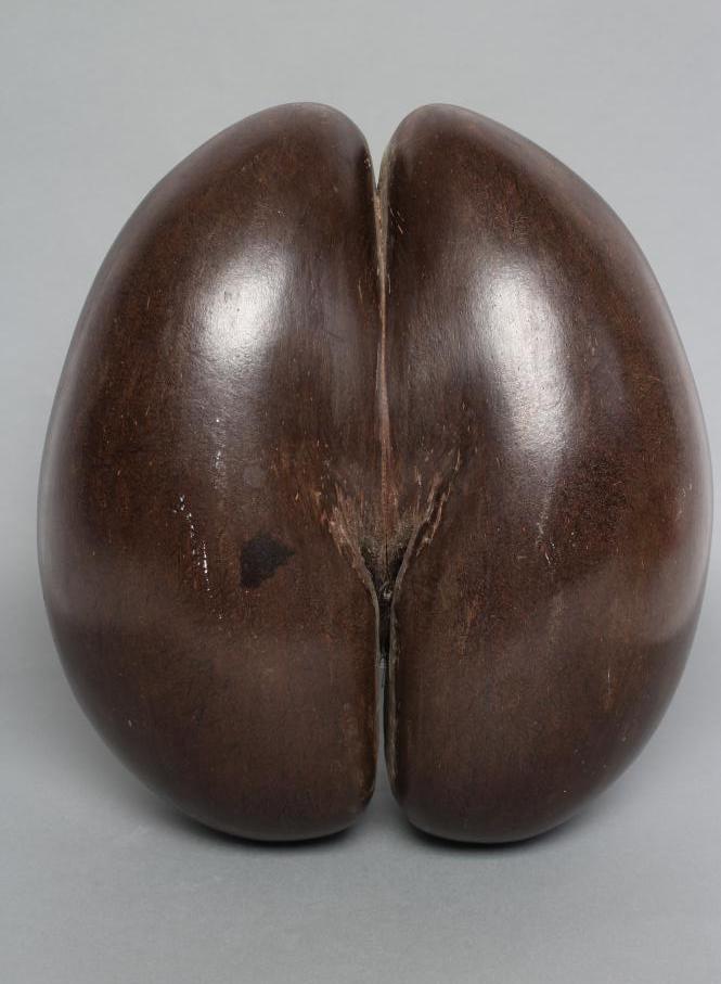 A LARGE POLISHED COCO-DE-MER Image