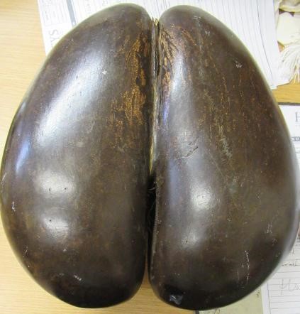 A LARGE POLISHED COCO-DE-MER Image