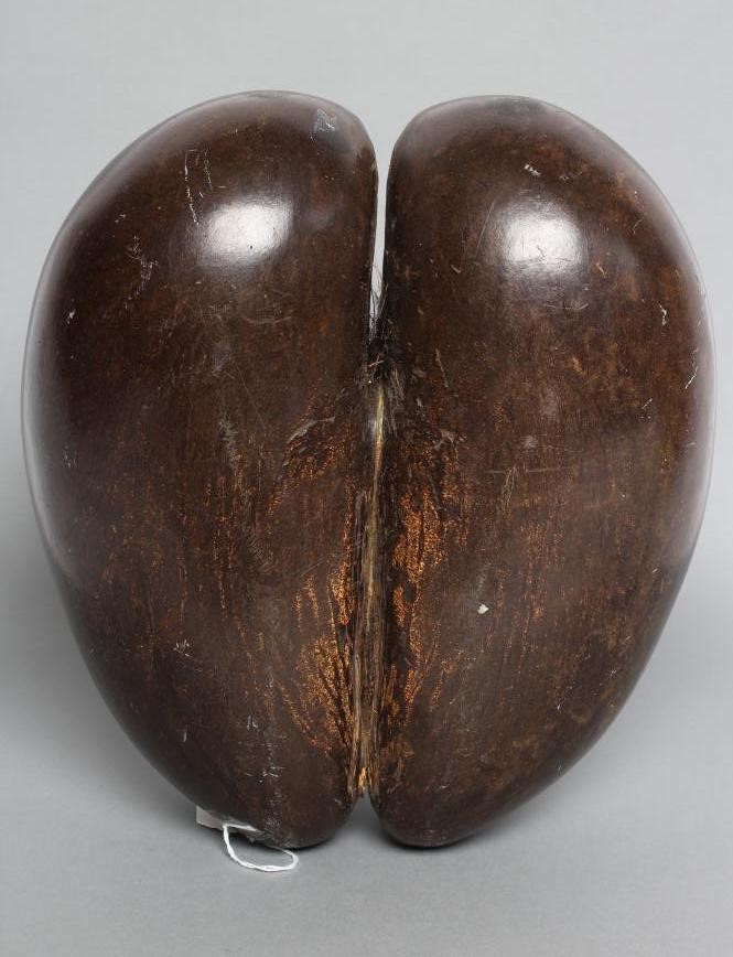 A LARGE POLISHED COCO-DE-MER Image