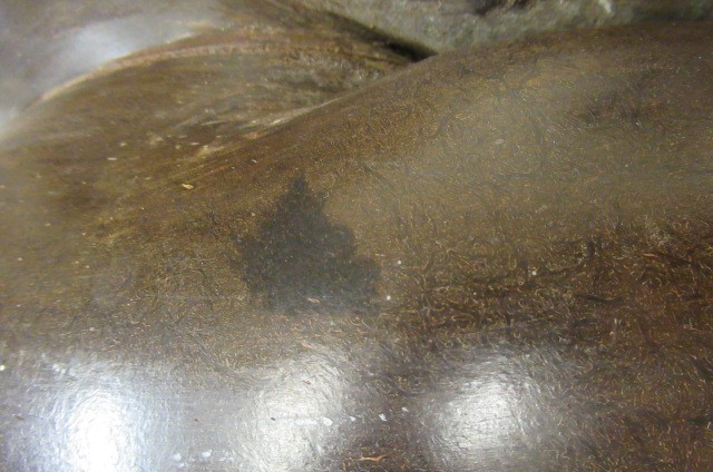 A LARGE POLISHED COCO-DE-MER Image
