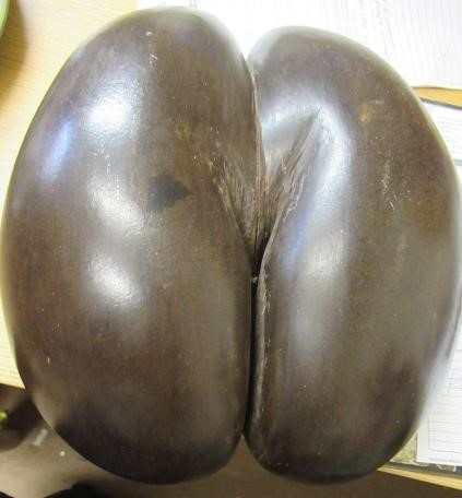 A LARGE POLISHED COCO-DE-MER Image