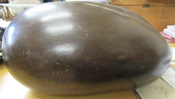 A LARGE POLISHED COCO-DE-MER Image