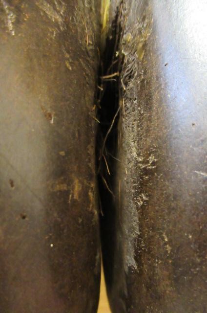 A LARGE POLISHED COCO-DE-MER Image