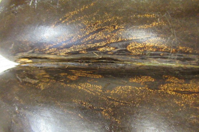 A LARGE POLISHED COCO-DE-MER Image
