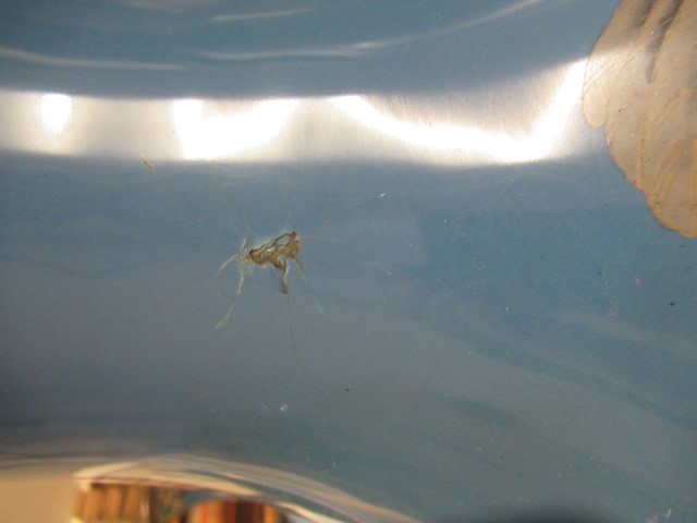 A LARGE AND IMPRESSIVE PAIR OF JAPANESE CLOISONNE ENAMEL VASES Image