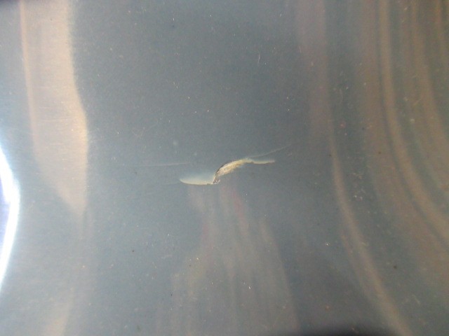 A LARGE AND IMPRESSIVE PAIR OF JAPANESE CLOISONNE ENAMEL VASES Image