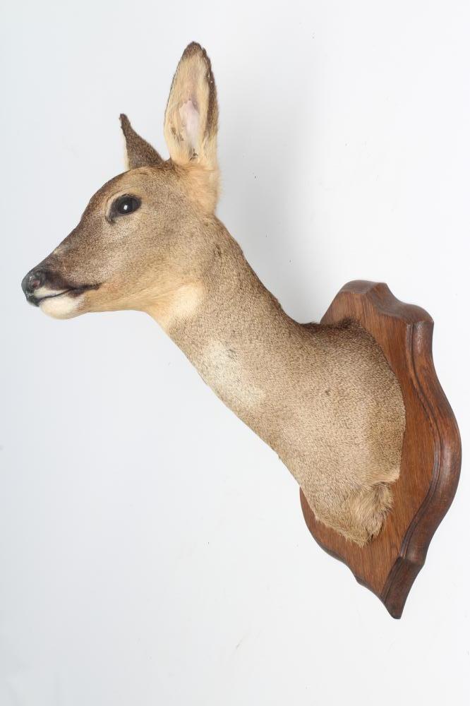 A TAXIDERMY ROE DEER NECK & HEAD MOUNT by Patrick Perrin Image