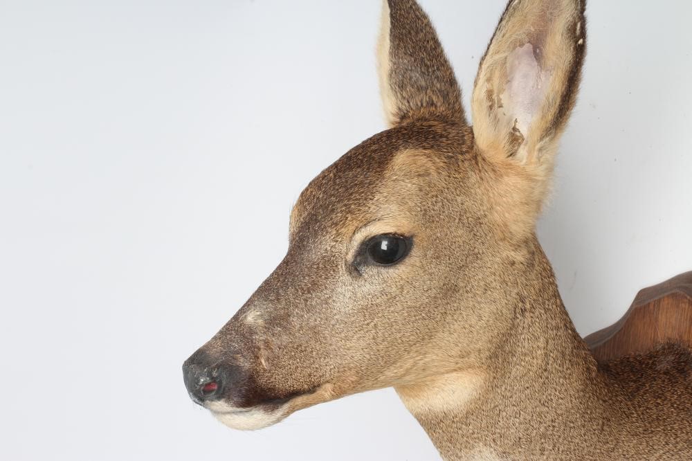 A TAXIDERMY ROE DEER NECK & HEAD MOUNT by Patrick Perrin Image