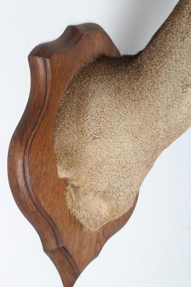 A TAXIDERMY ROE DEER NECK & HEAD MOUNT by Patrick Perrin Image