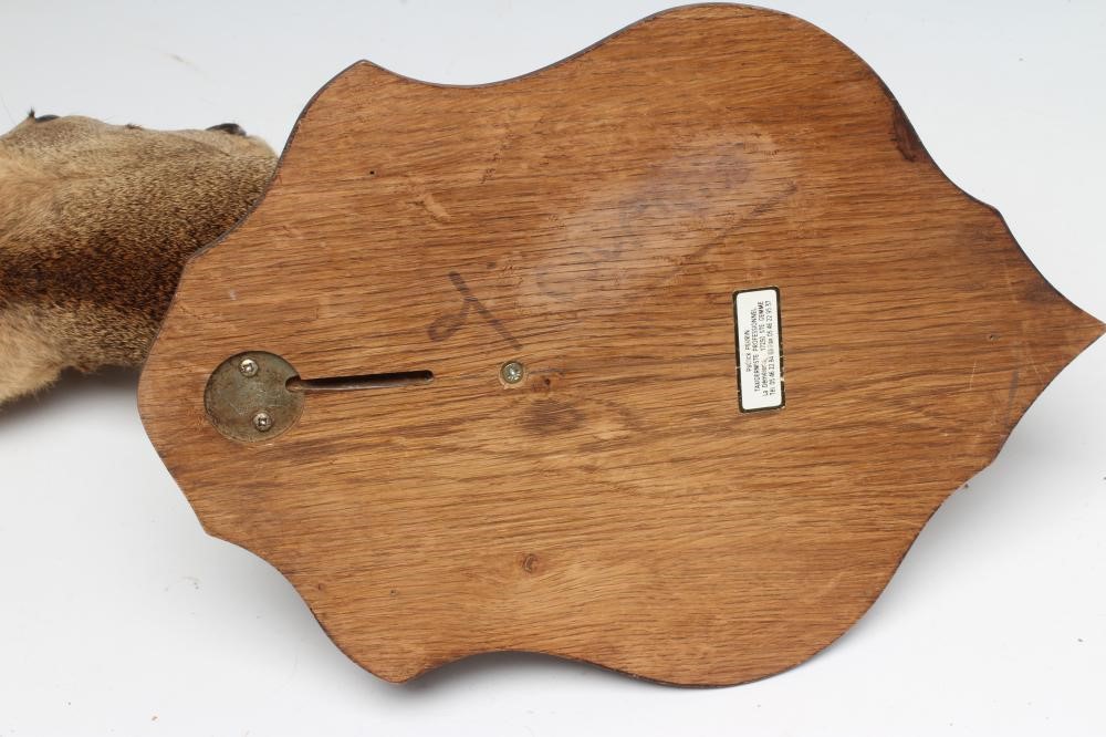 A TAXIDERMY ROE DEER NECK & HEAD MOUNT by Patrick Perrin Image