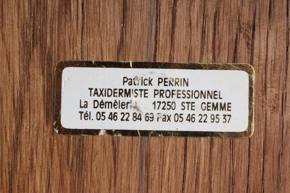 A TAXIDERMY ROE DEER NECK & HEAD MOUNT by Patrick Perrin Image