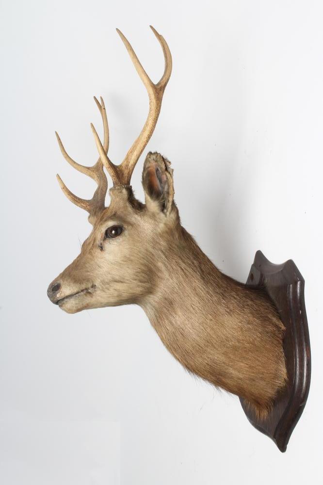 A TAXIDERMY SIKA STAG NECK & HEAD MOUNT Image