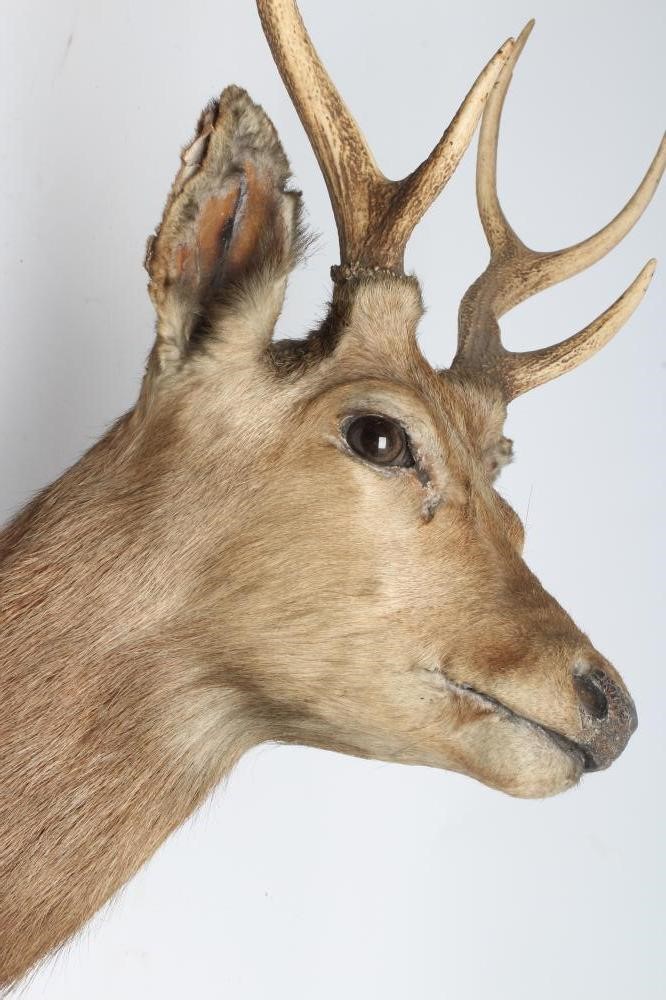 A TAXIDERMY SIKA STAG NECK & HEAD MOUNT Image