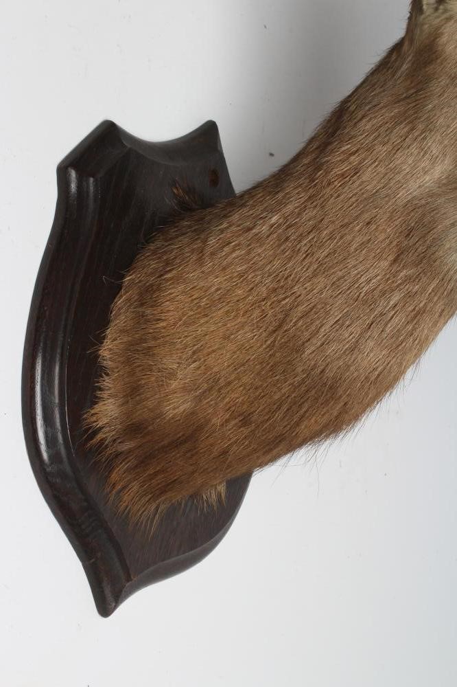 A TAXIDERMY SIKA STAG NECK & HEAD MOUNT Image