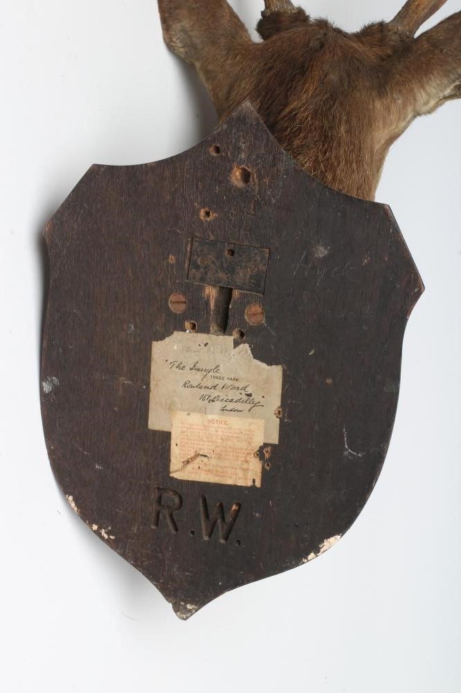 A TAXIDERMY SIKA STAG NECK & HEAD MOUNT Image