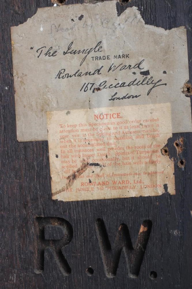 A TAXIDERMY SIKA STAG NECK & HEAD MOUNT Image