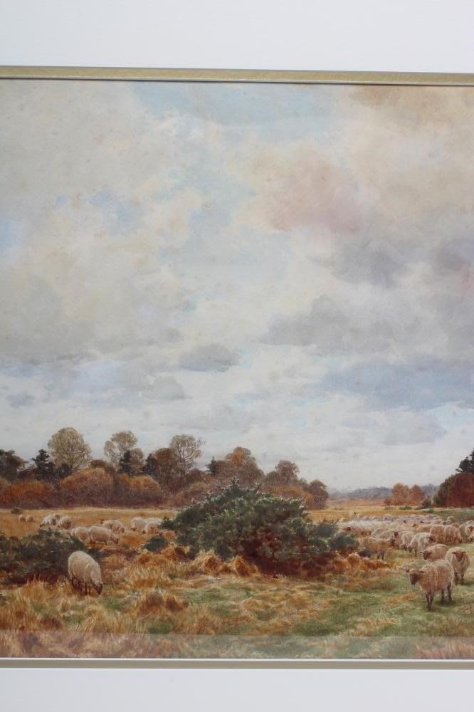 CYRIL WARD (1863-1925) Image