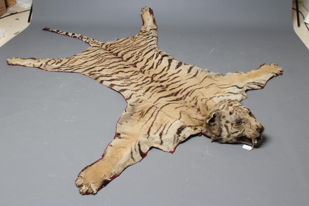 A TAXIDERMY TIGER HEAD AND SKIN RUG Image
