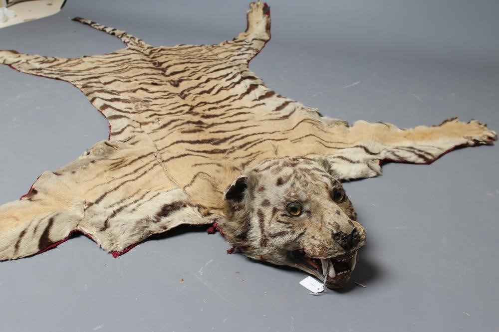 A TAXIDERMY TIGER HEAD AND SKIN RUG Image