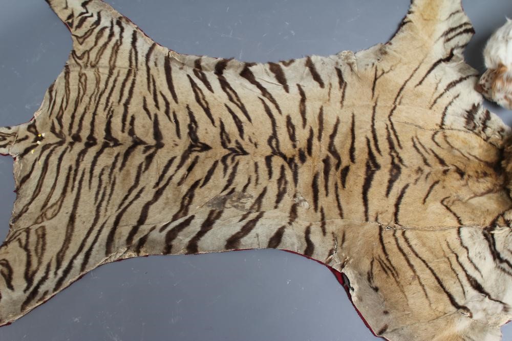 A TAXIDERMY TIGER HEAD AND SKIN RUG Image