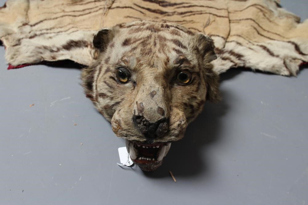 A TAXIDERMY TIGER HEAD AND SKIN RUG Image
